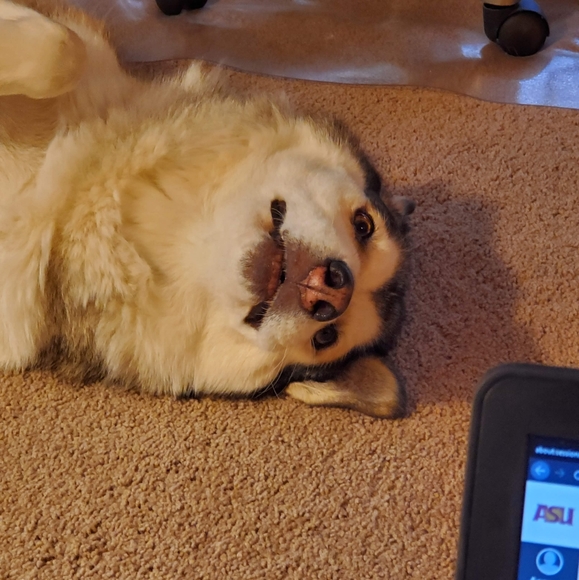 *GO*Tommy Hilfiger double breasted coat - Picture 4 of 4